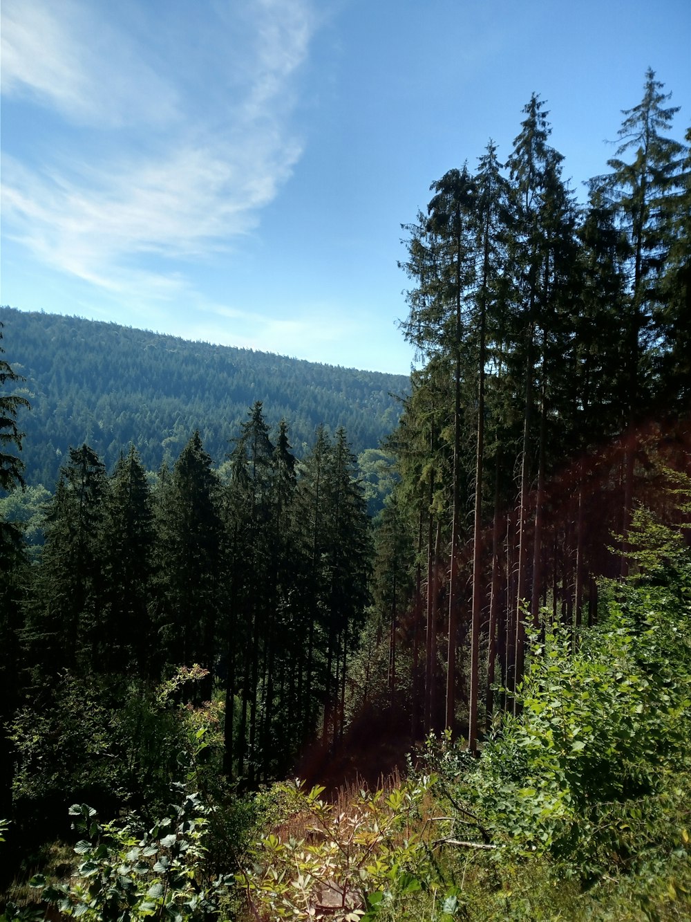 a forest filled with lots of tall trees