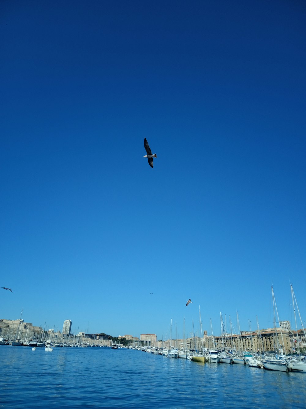 a bird flying over a body of water