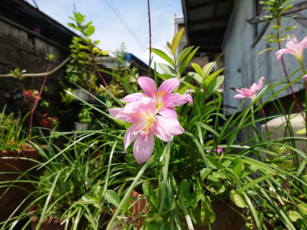 a bunch of pink flowers in a garden