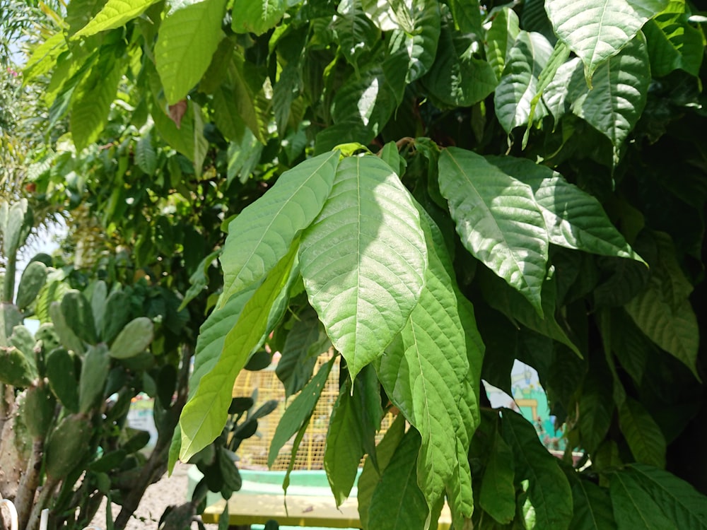 a green leafy tree with a bench in the background