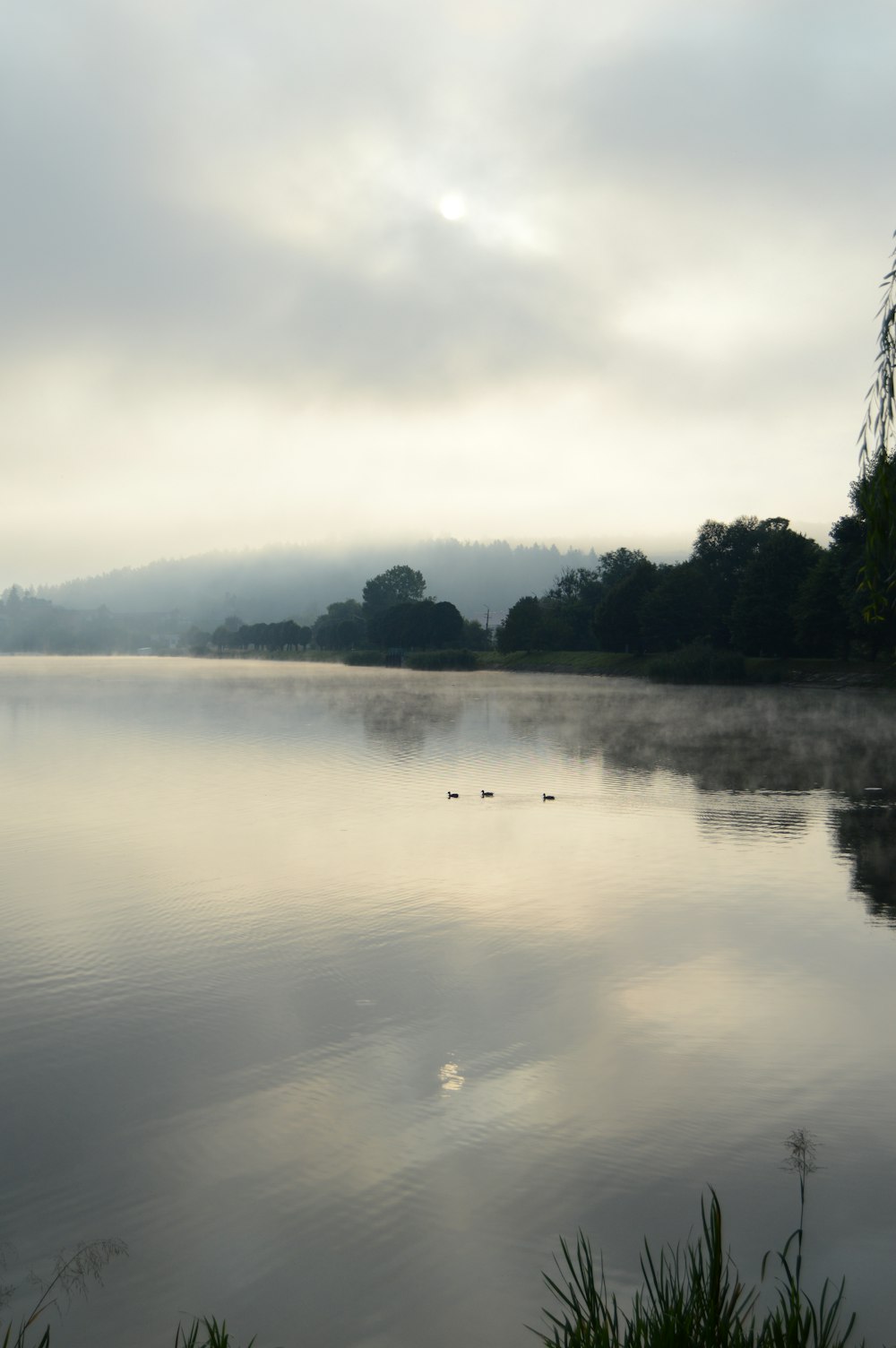 a body of water surrounded by trees and fog