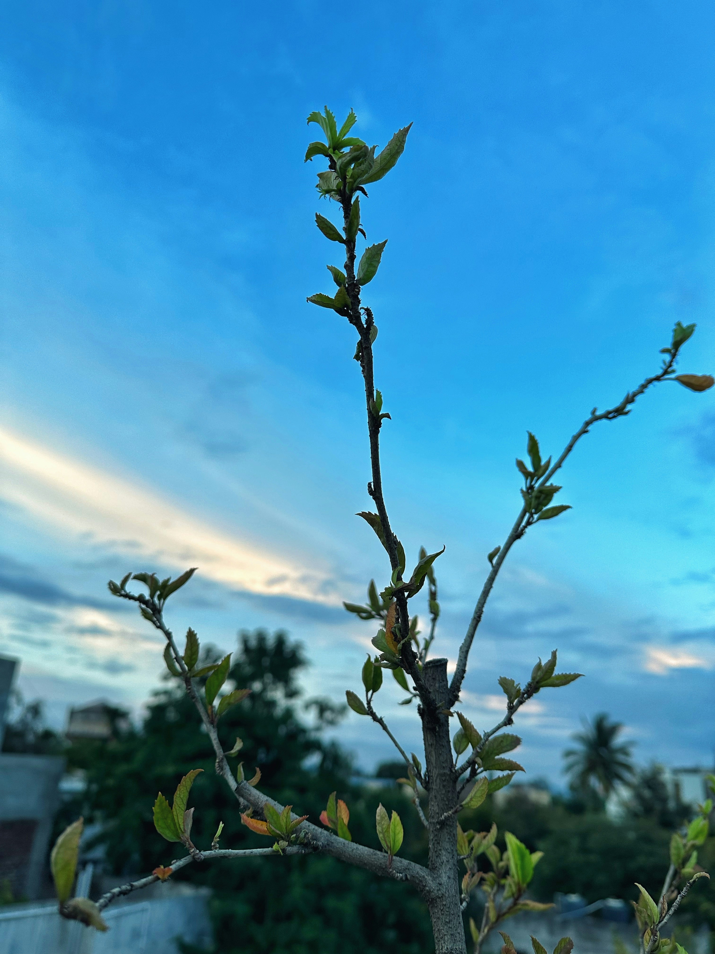 a small tree with green leaves in front of a blue sky