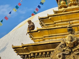 A monkey is perched on the golden tiers of an ornate structure, possibly part of a temple or stupa. The structure features intricate carvings and details, with a rich golden color. In the background, vibrant prayer flags flutter against a clear blue sky.