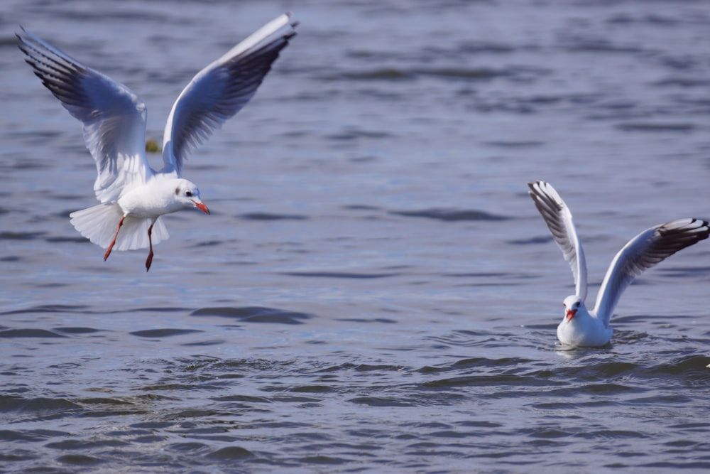 a couple of seagulls flying over a body of water