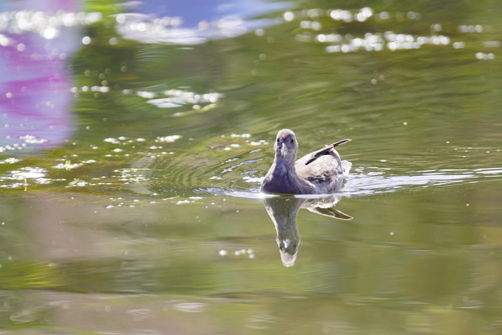 a duck floating on top of a body of water