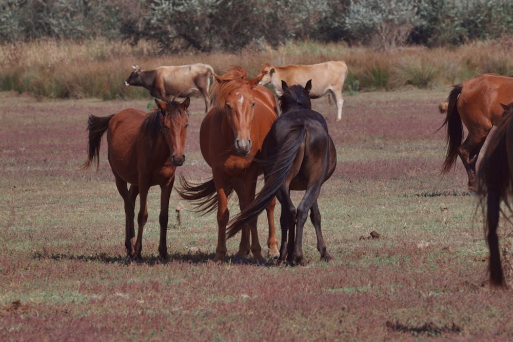 a herd of horses standing on top of a grass covered field