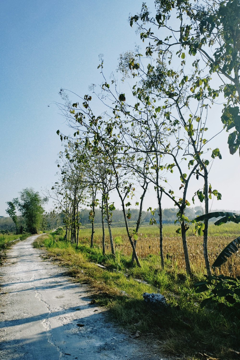 a dirt road surrounded by trees and grass