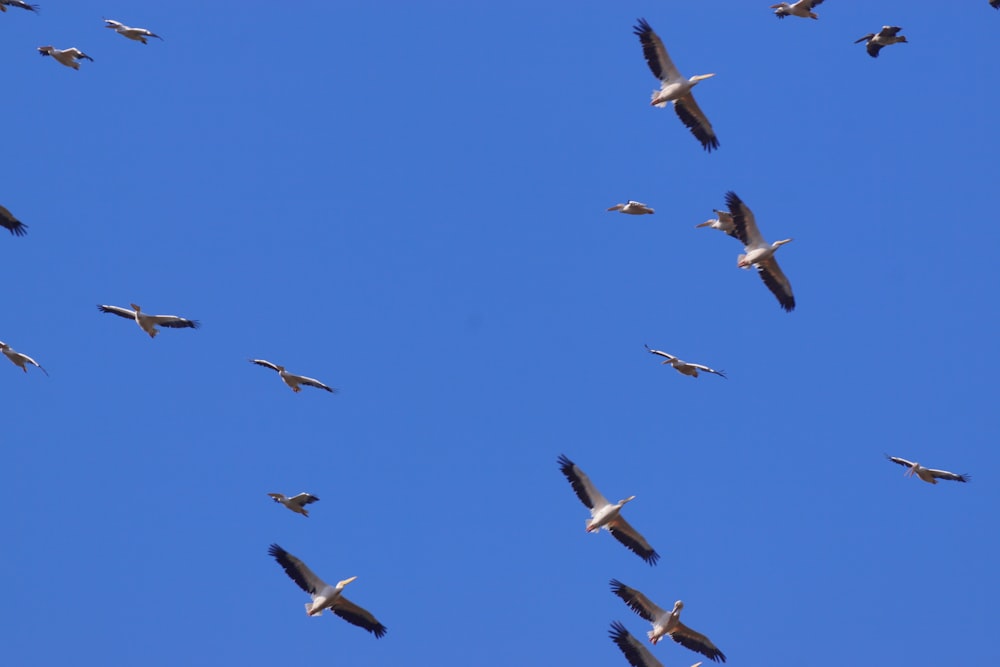 a flock of birds flying through a blue sky