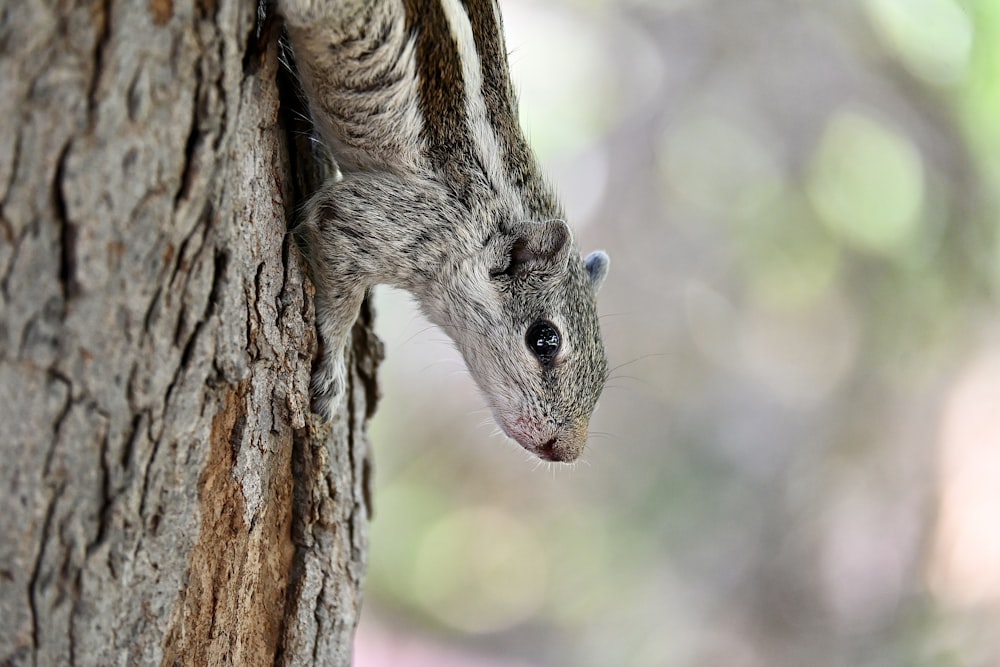 a small animal climbing up the side of a tree