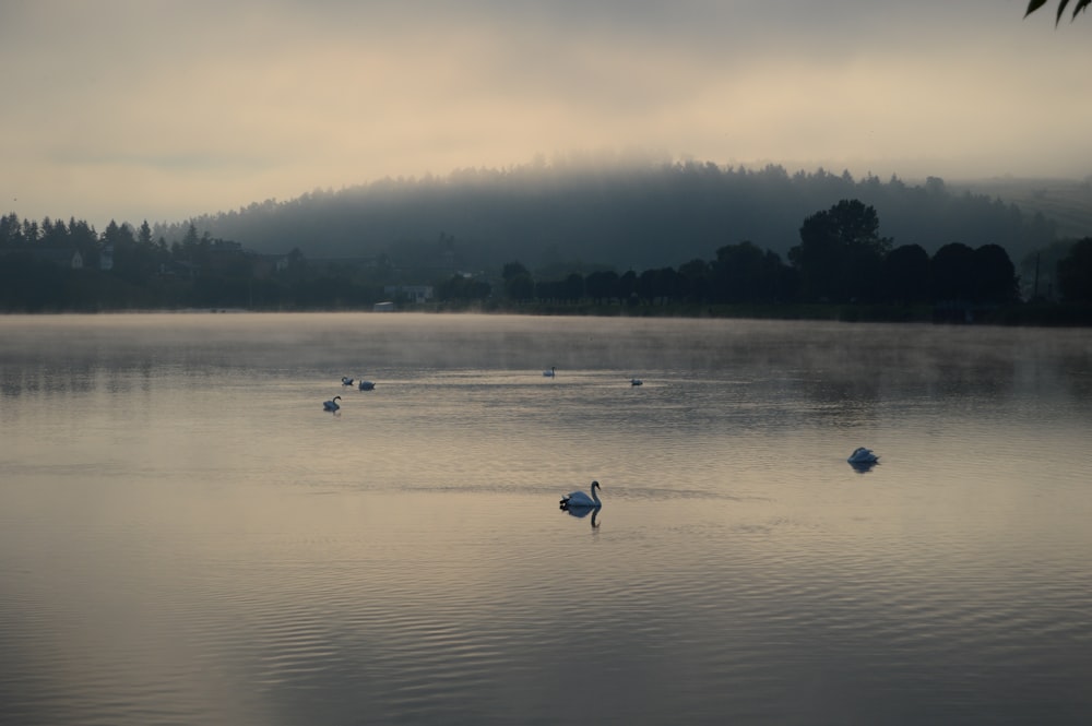 a group of birds floating on top of a lake