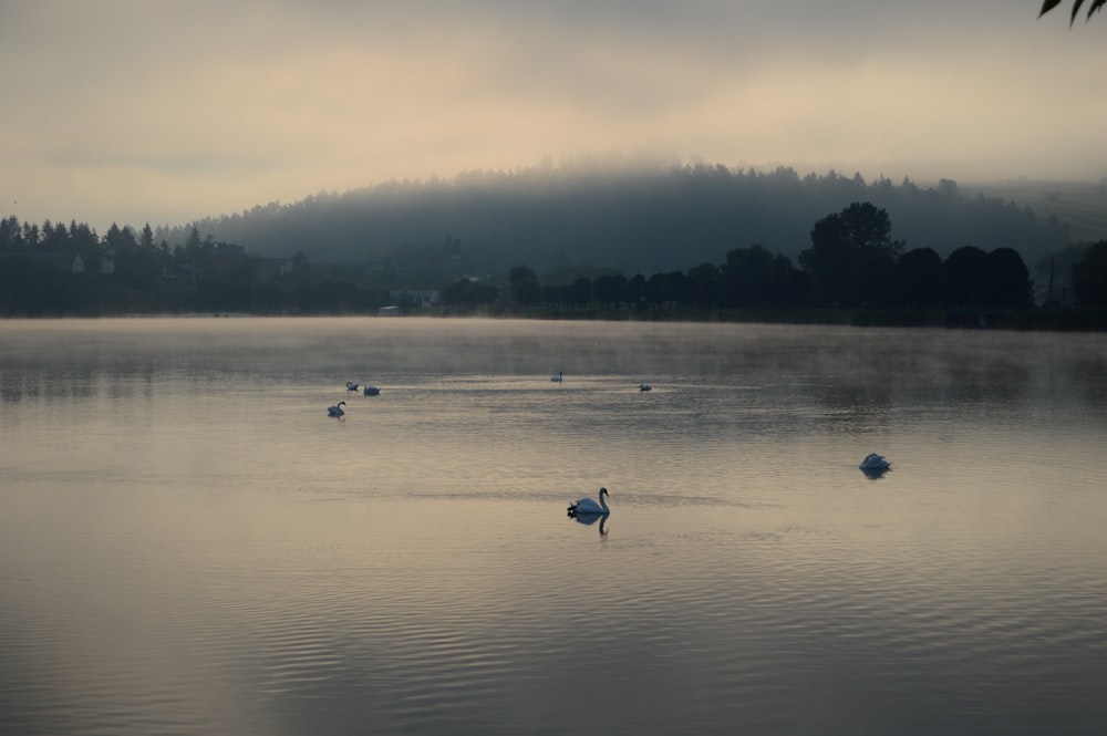 Un gruppo di uccelli che galleggiano sulla cima di un lago
