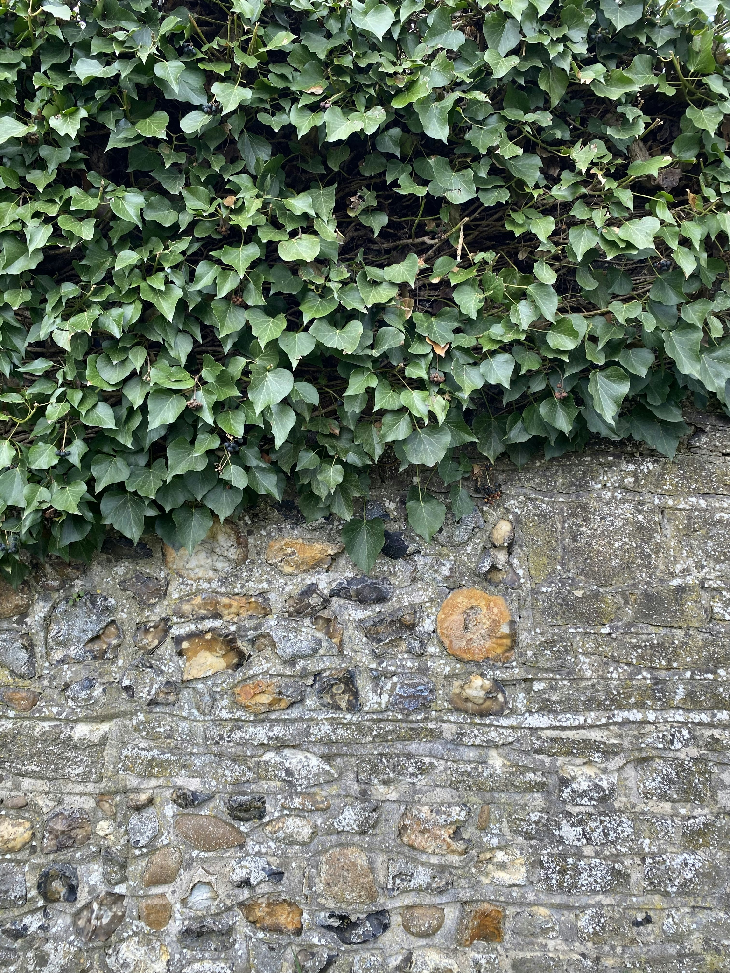 Photo by cosmicomicfox