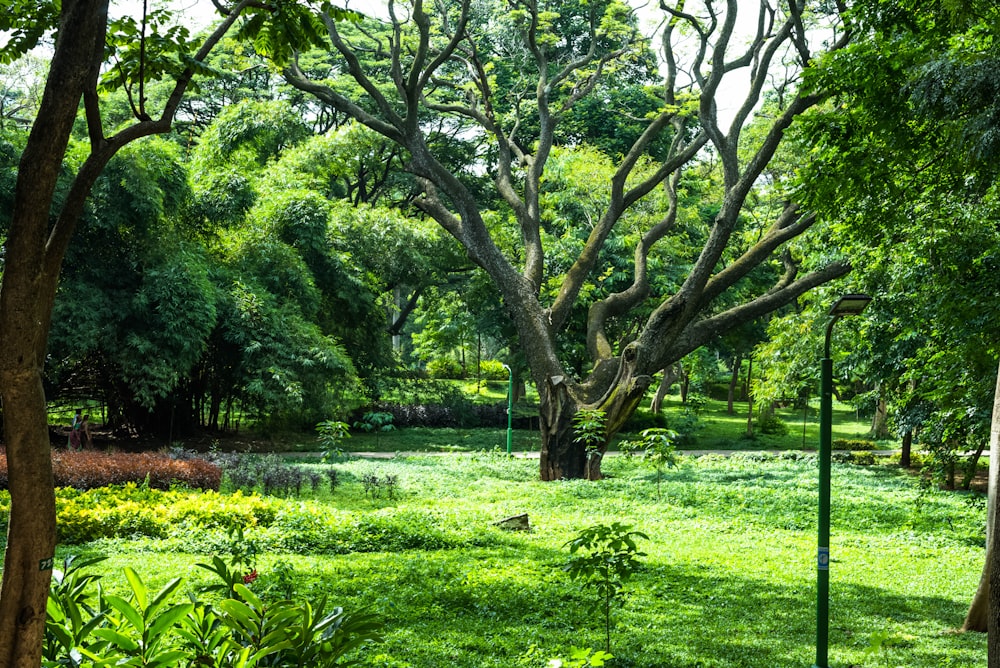 a large tree sitting in the middle of a lush green park