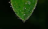 A close-up of a leaf with dew drops sparkling in sunlight.