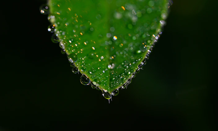 A close-up photo of a green leaf with morning dew drops sparkling in sunlight.