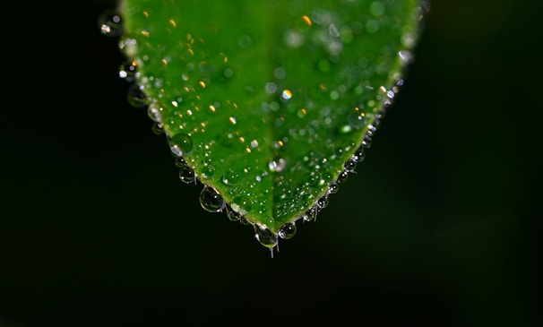 A close-up of a vibrant green leaf with morning dew drops sparkling in sunlight.