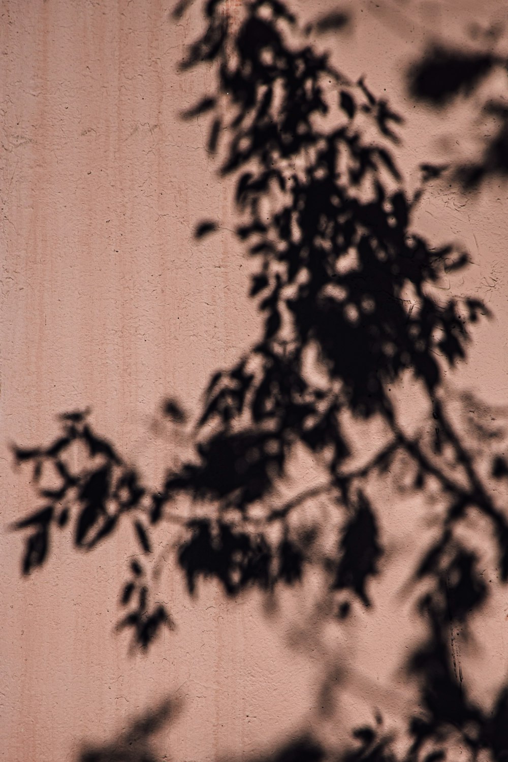 a black and white photo of a tree and a building