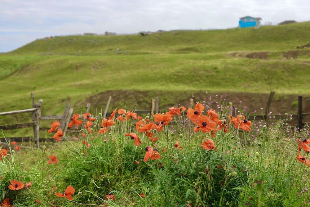 a bunch of flowers that are in the grass