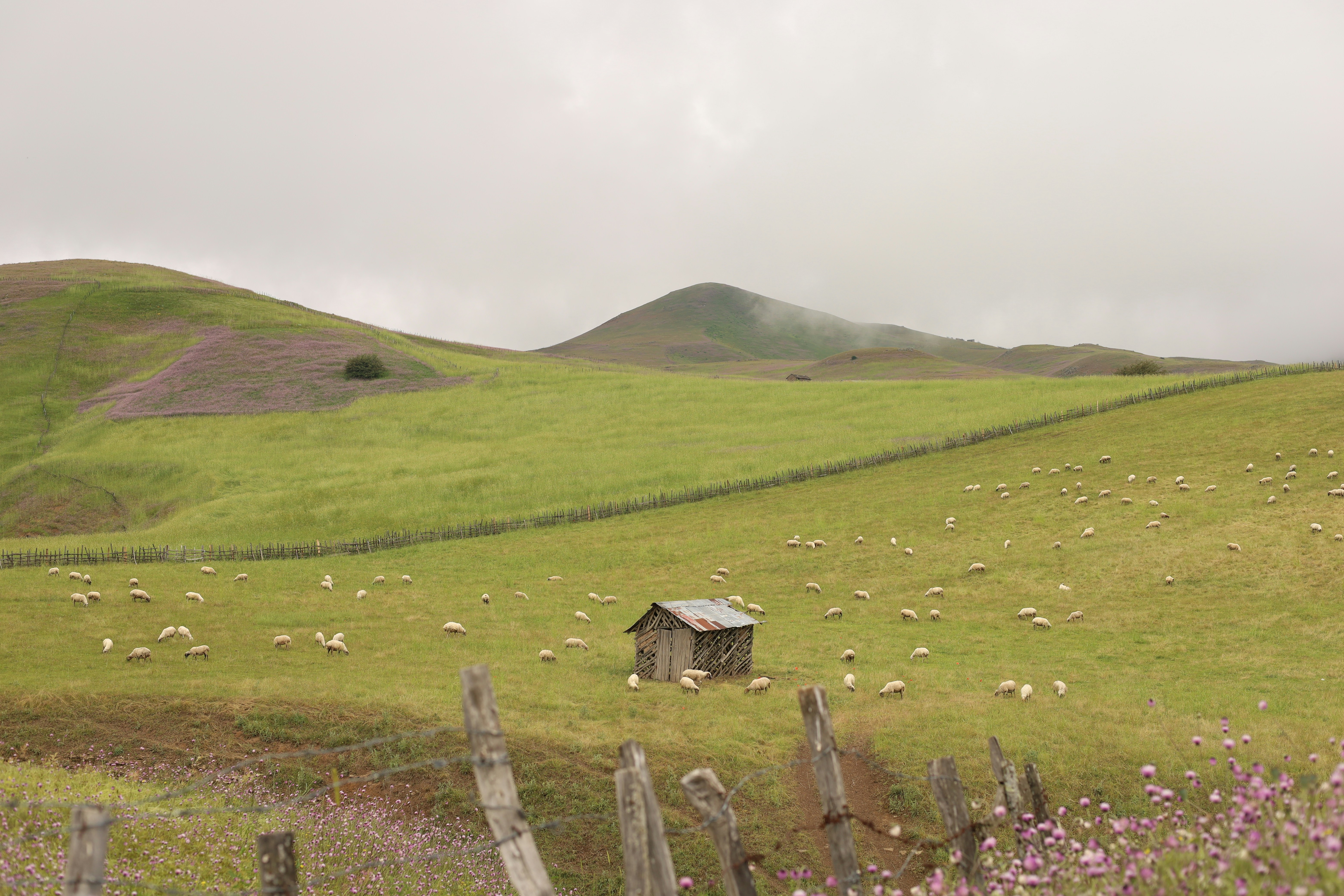a herd of sheep grazing on a lush green hillside