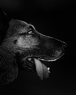 A close-up black and white portrait of a dog facing to the right with its tongue slightly out. The dog's fur is textured and detailed, giving a sense of depth and contrast against the dark background.
