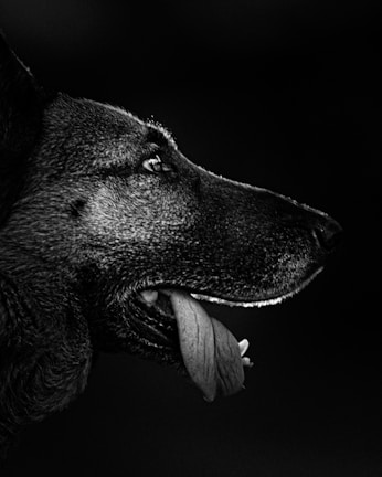 A close-up view of a detailed acrylic dog portrait.