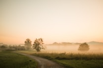A serene landscape with a winding path leading through a grassy field, covered in a light mist. Sparse trees are scattered throughout, and there is a soft, golden glow in the sky, suggesting early morning or late afternoon.