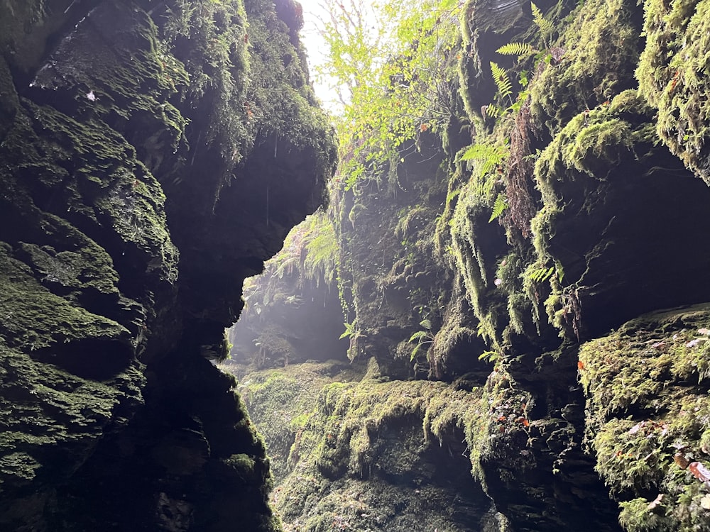 a narrow river cuts through a mossy canyon