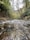 a river running through a lush green forest