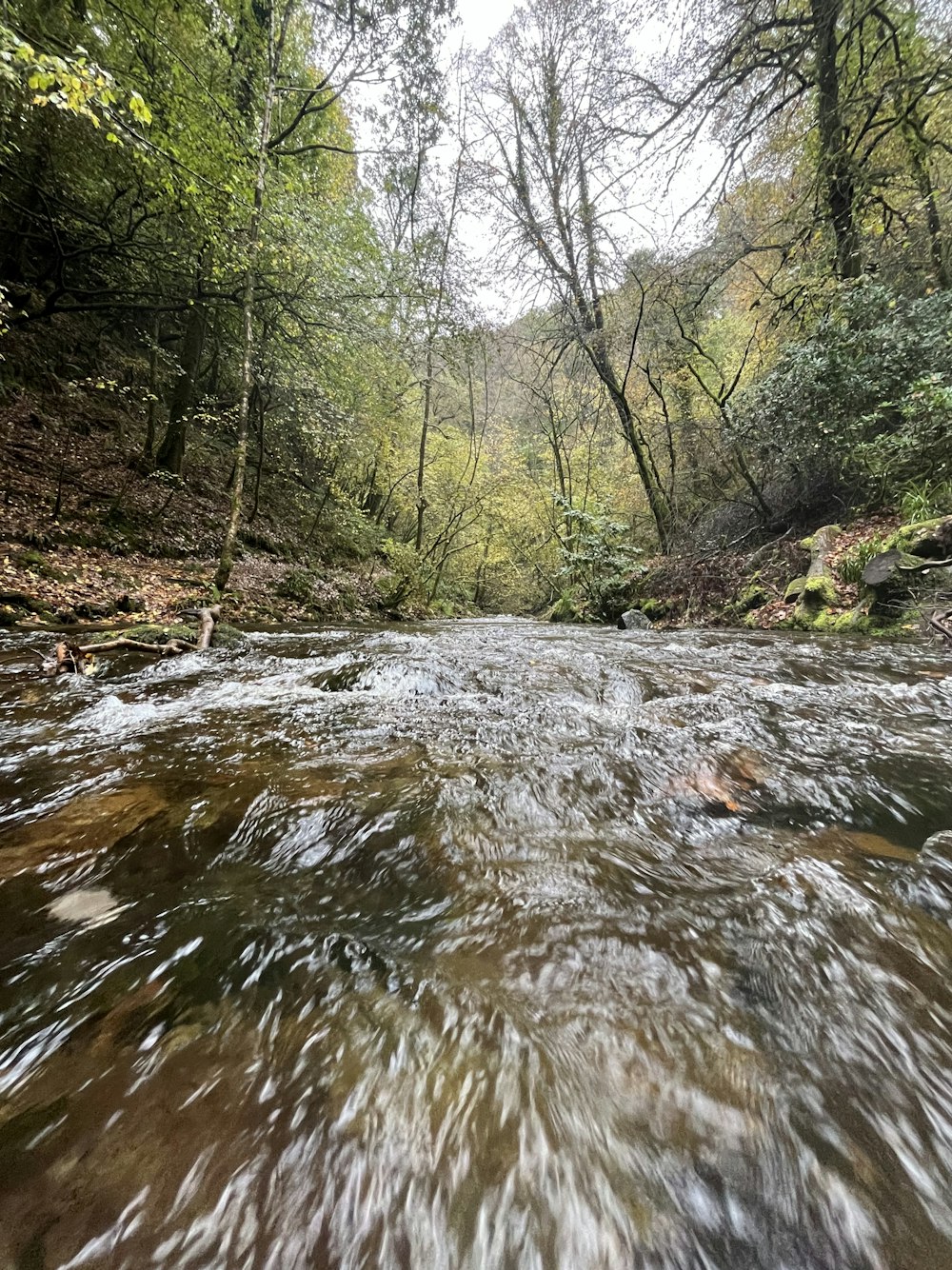 a river running through a lush green forest