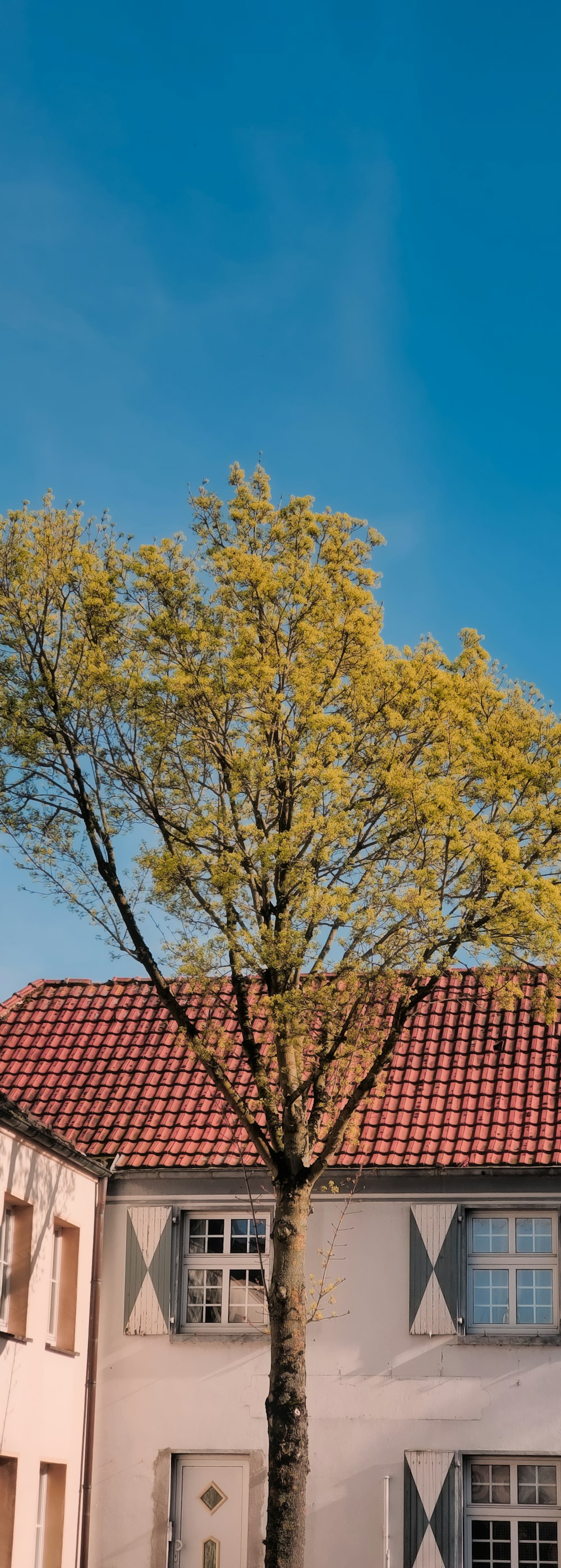 a tree in front of a building with a red roof