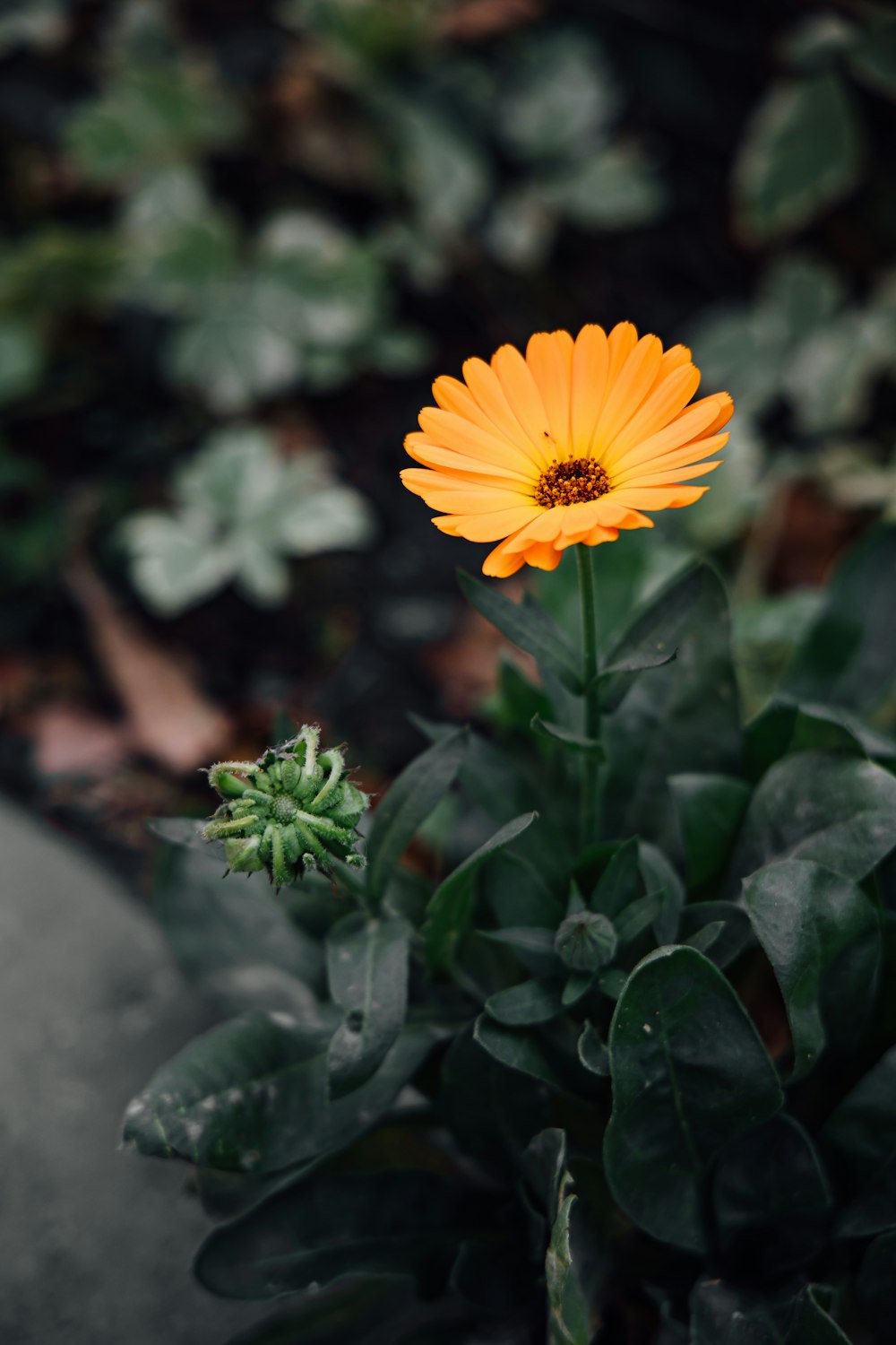 a single orange flower sitting on top of a green plant