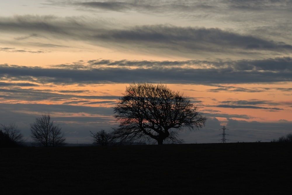 a lone tree in a field at sunset