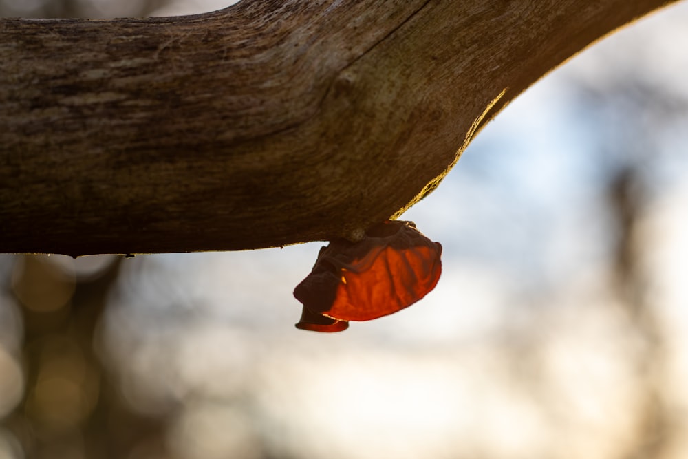 a leaf is hanging from a tree branch