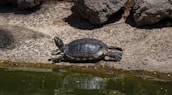 A close-up image of a turtle basking in the sun.