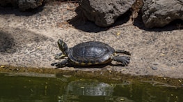 A close-up image of a turtle basking in the sun.