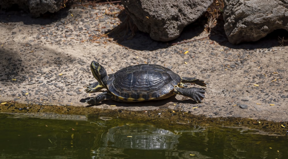 a turtle sitting on the ground next to a body of water