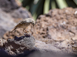 Bird landing on a perch with a slight upward tilt for grip.