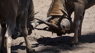 Players engaged in an intense Beast of Bermuda battle on the Gigantus server.