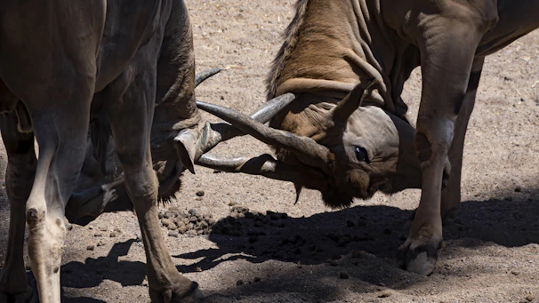 Players engaged in an intense Beast of Bermuda battle on the Gigantus server.