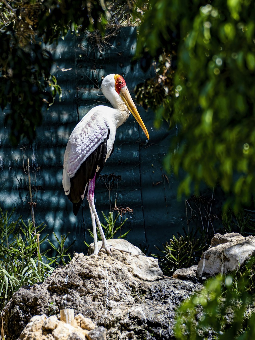 a bird with a long beak standing on a rock