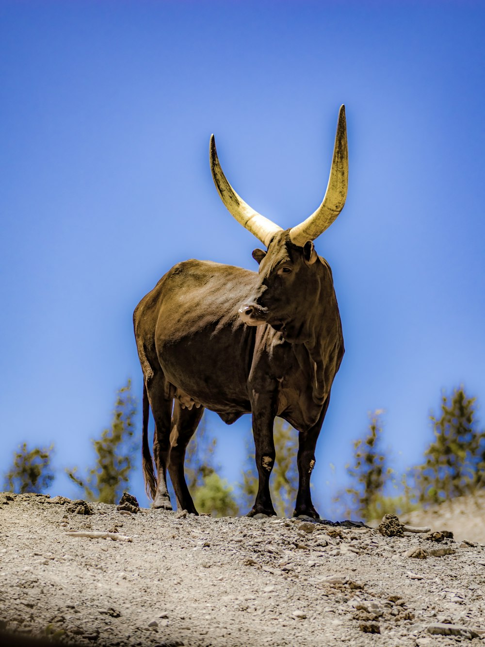 a bull with large horns standing on a hill