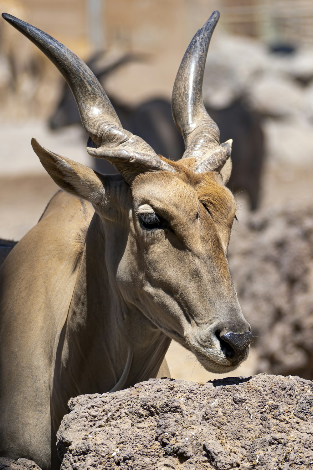 a close up of an animal with very long horns