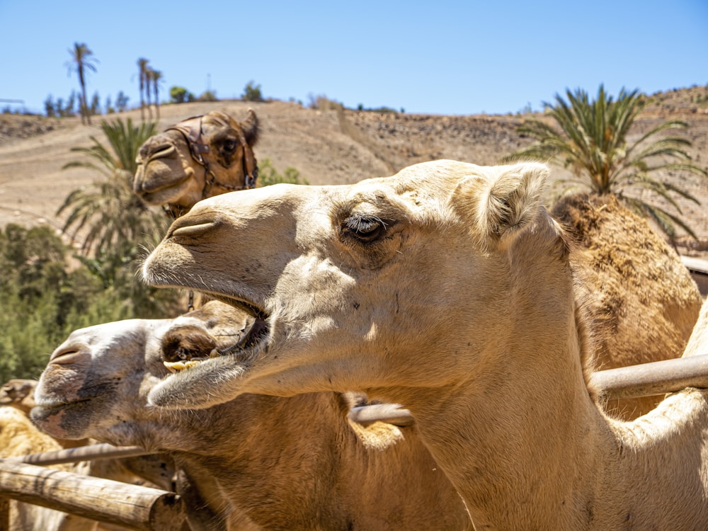 a couple of camels standing next to each other