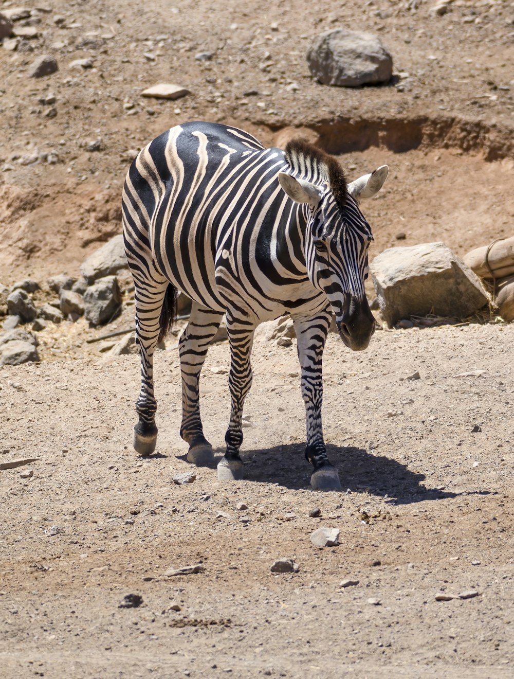 a zebra standing on top of a dirt field