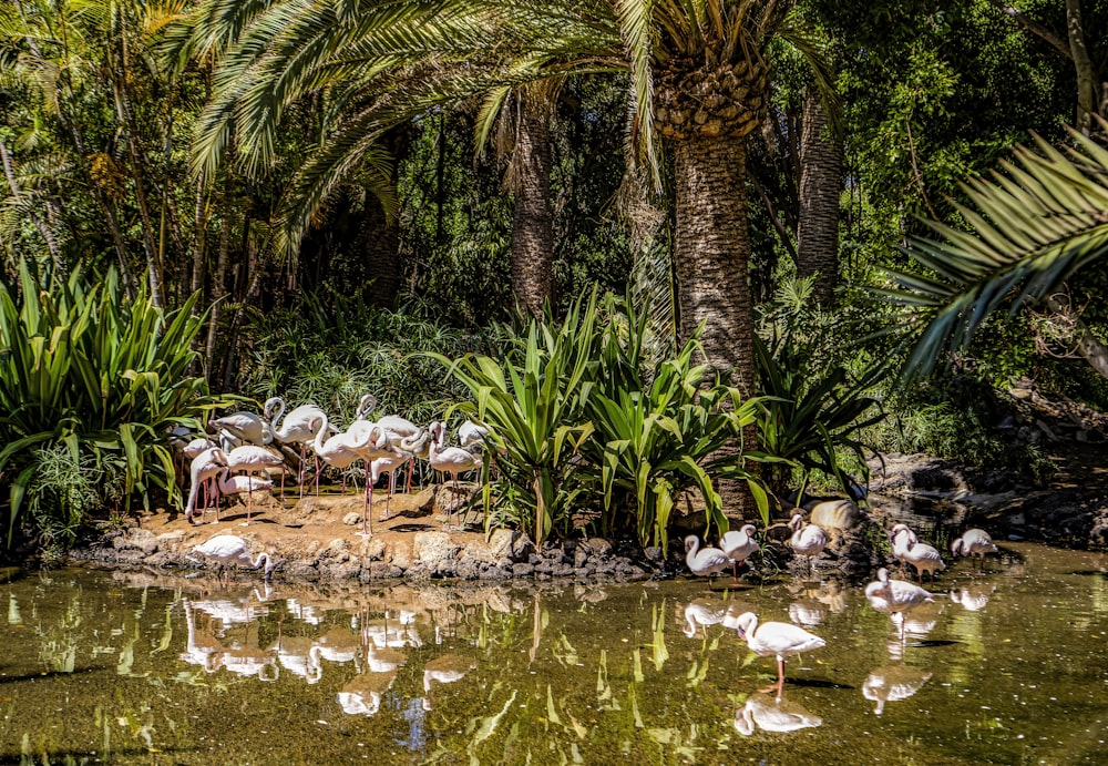 a group of flamingos in a pond surrounded by palm trees