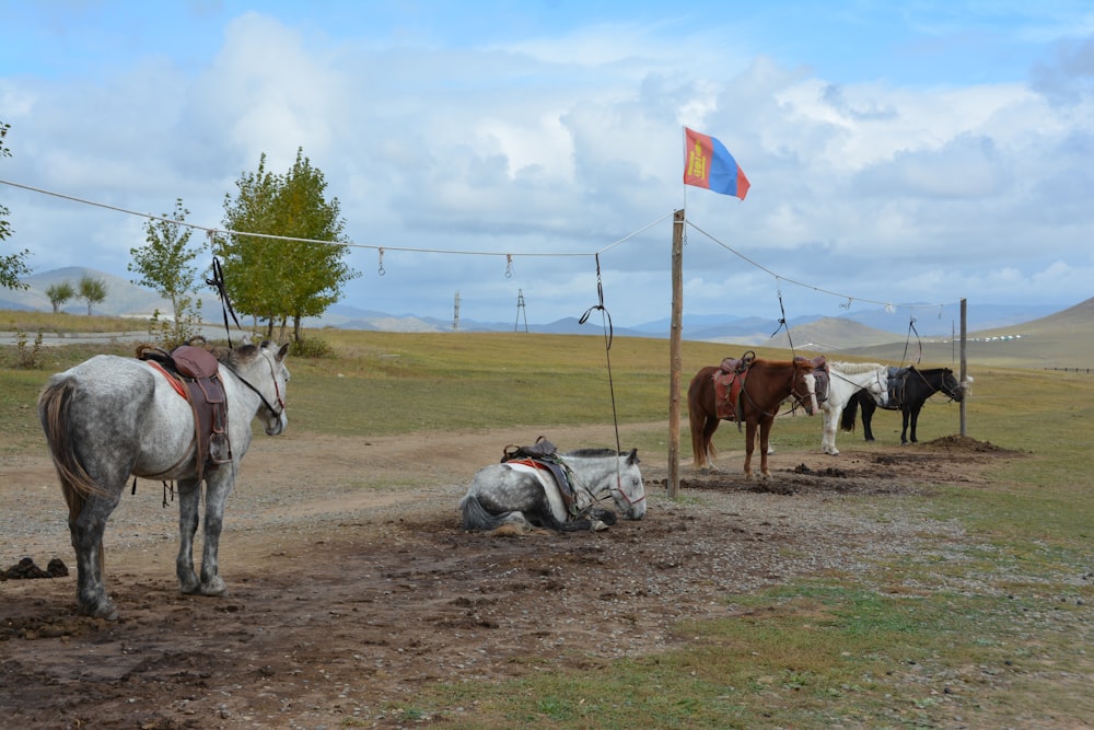 a group of horses that are standing in the dirt