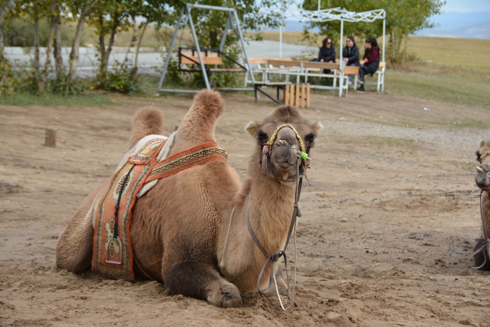 a couple of camels that are sitting in the dirt