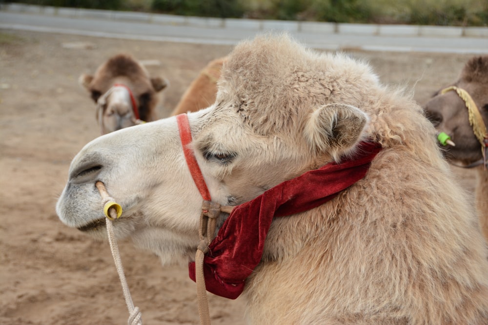 a camel with a red scarf around its neck