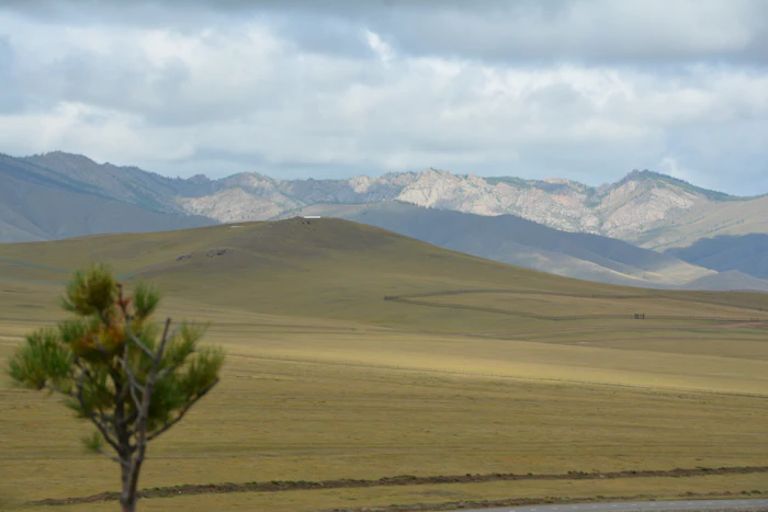 Steppe mongole avec arbre solitaire et montagnes