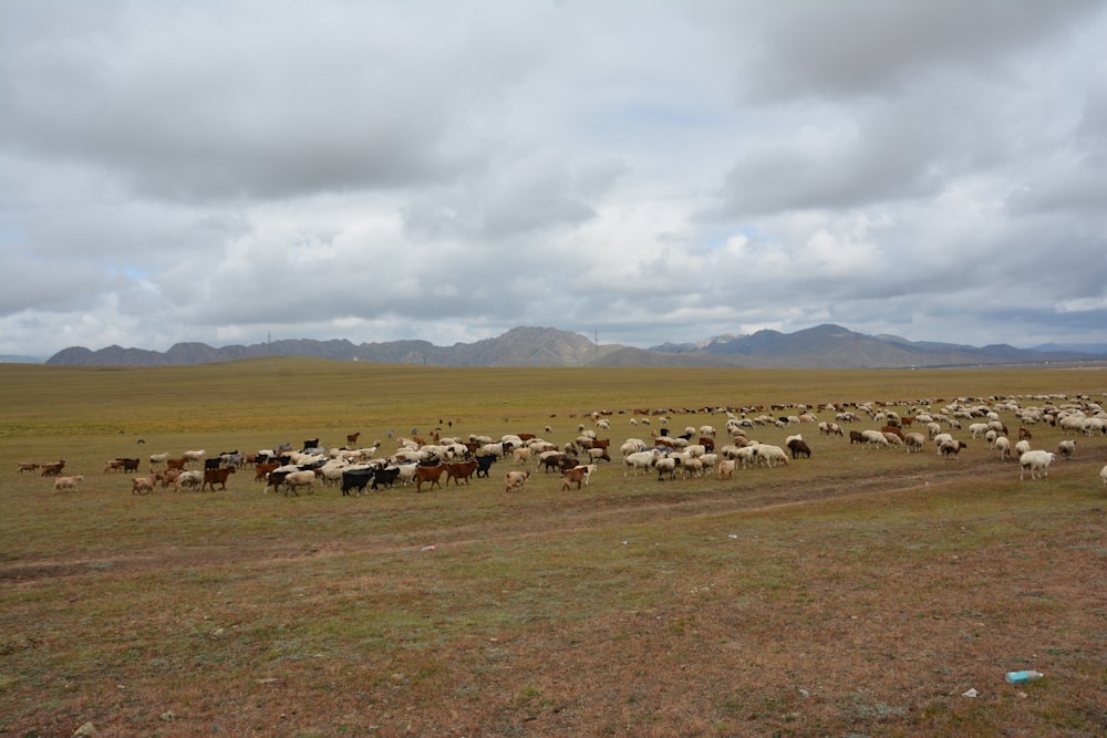 a herd of sheep walking across a dry grass field